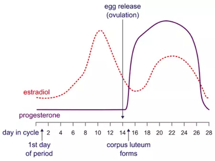 Graph of the menstrual cycle process