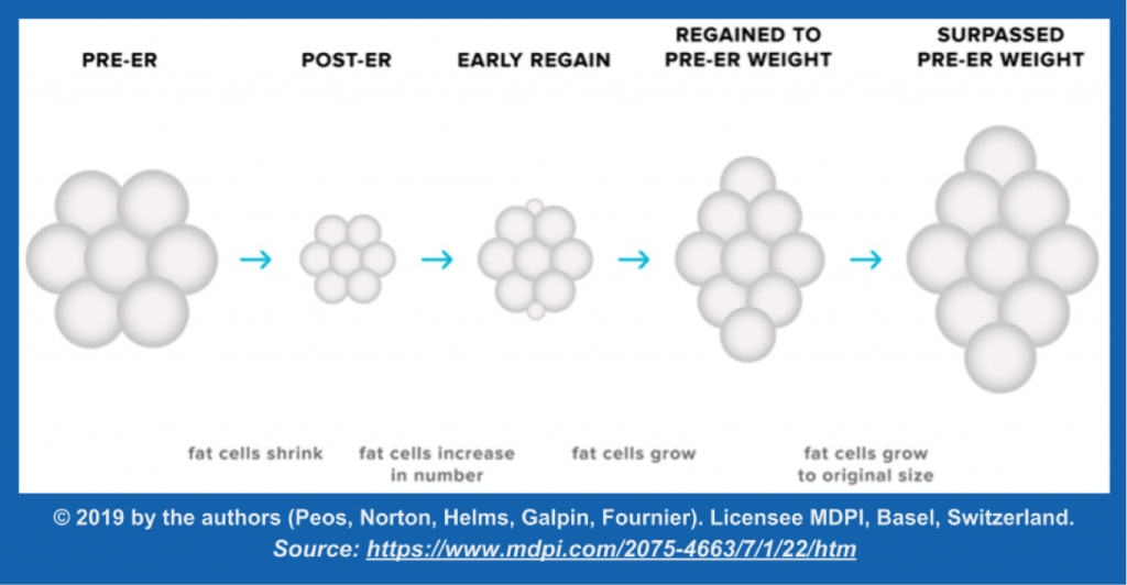 Fat cells growing in size and number after energy restriction (ER), as seen in rats (2).