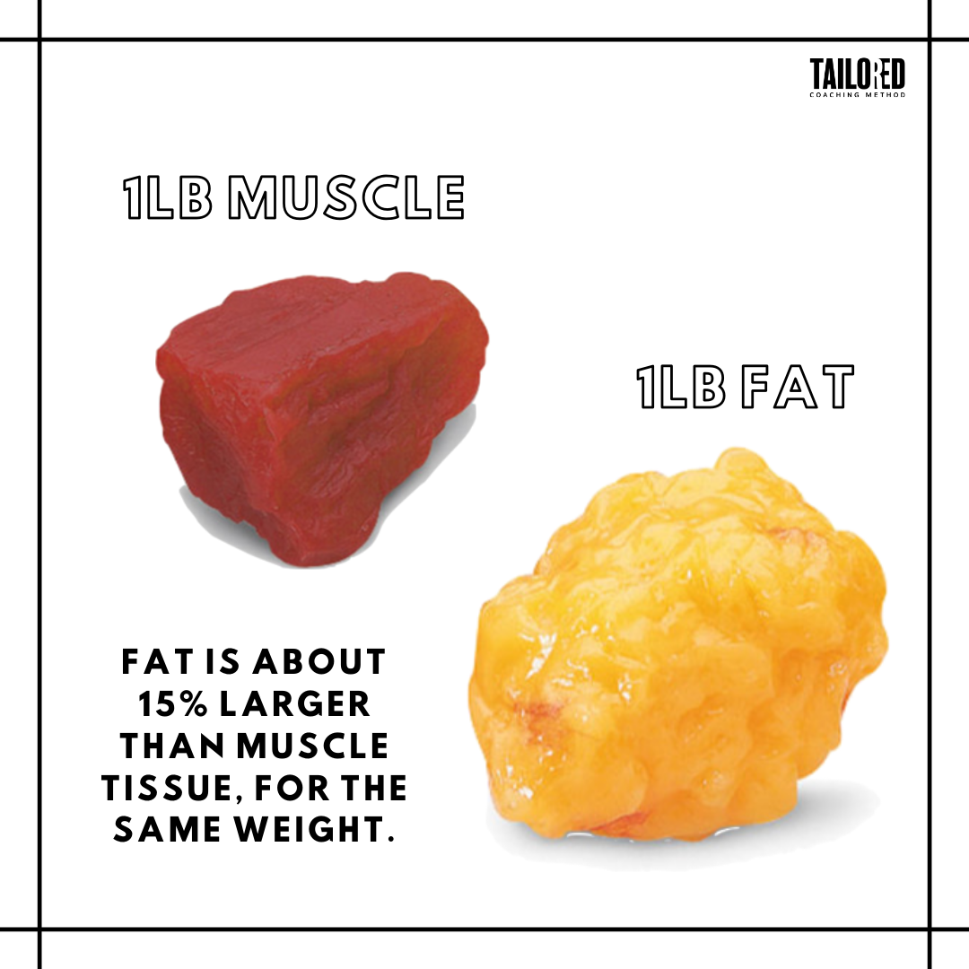 Size of fat tissue vs. muscle tissue