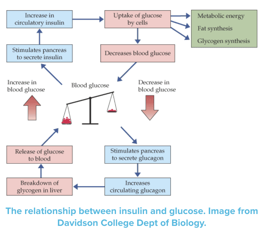 Graph explaining the glucose - insulin relationship/pathway