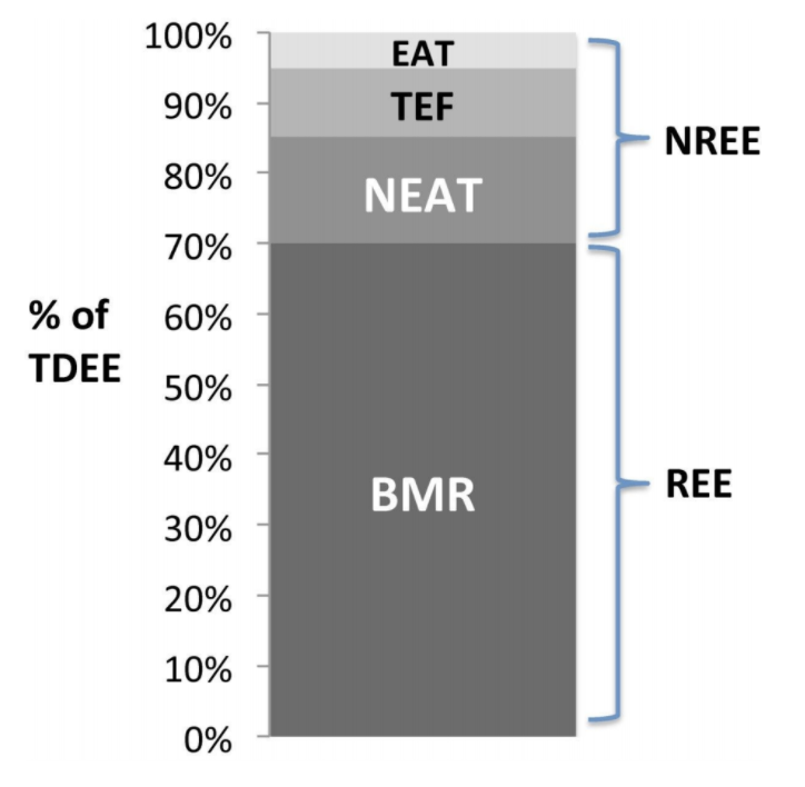 Bmr tdee deals calculator