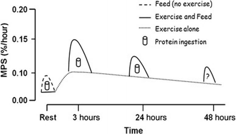 Figure 1. The effects of protein and protein with exercise on muscle protein synthesis. Image from GSSI. 