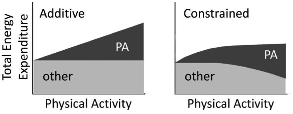 Schematic of Additive total energy expenditure and Constrained total energy expenditure models. Image from Pontzer et al., 2017 