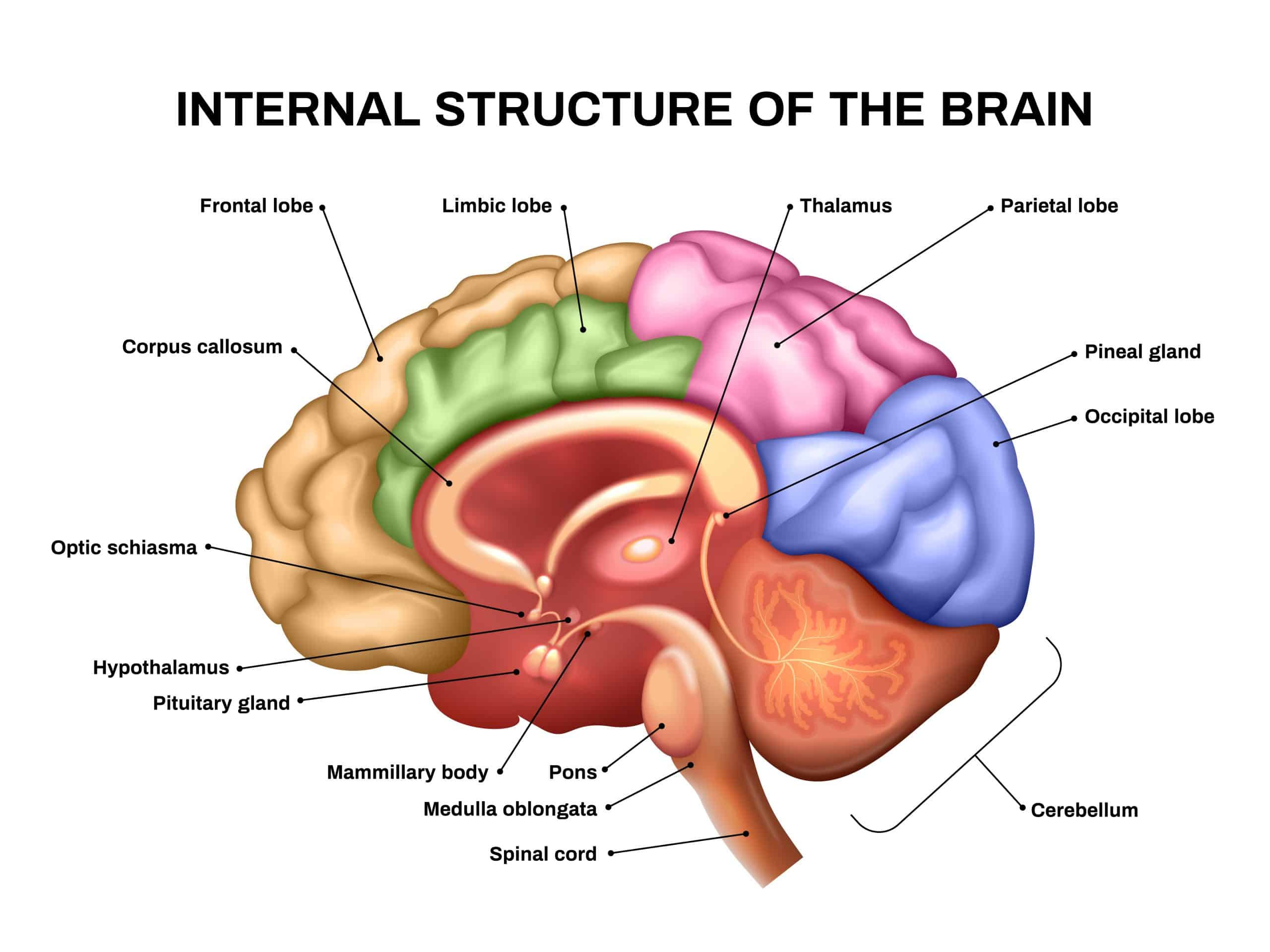 Realistic image of the brain with anatomy labels