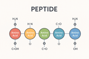Peptide Formation