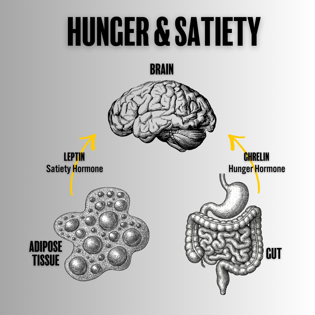 The Hunger Hormone Cycle