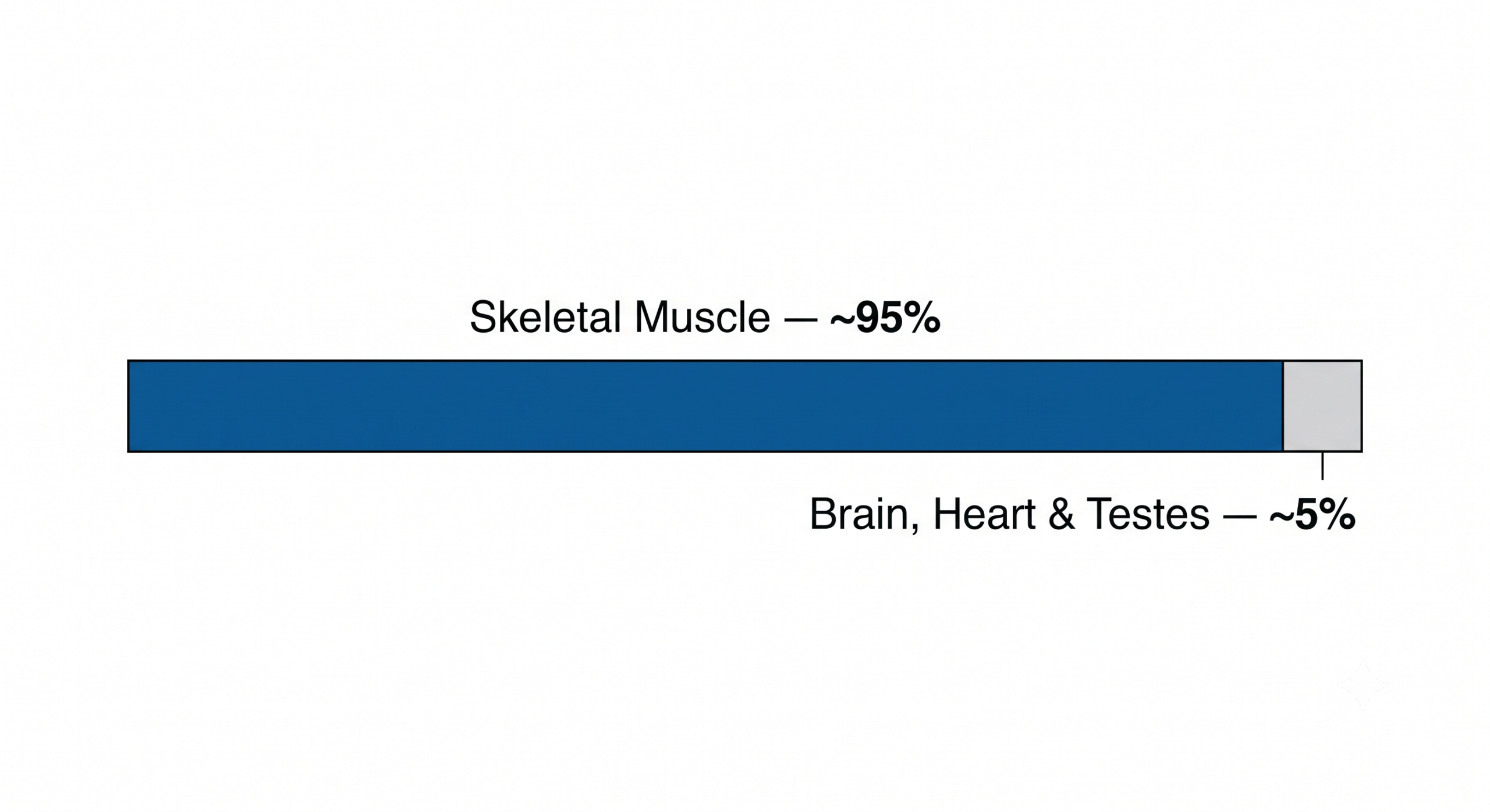 Diagram comparing creatine distribution in the body: approximately 95% stored in skeletal muscle versus 1–2% in brain tissue