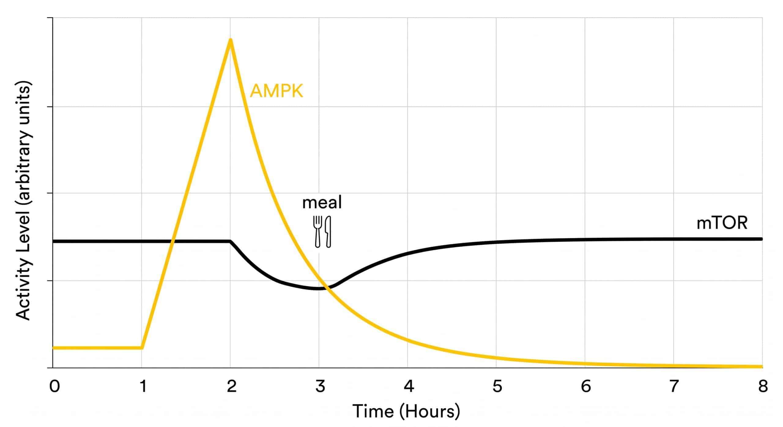 Line chart showing AMPK activity spiking after exercise and declining within hours, while mTOR signaling resumes after a post-workout meal.