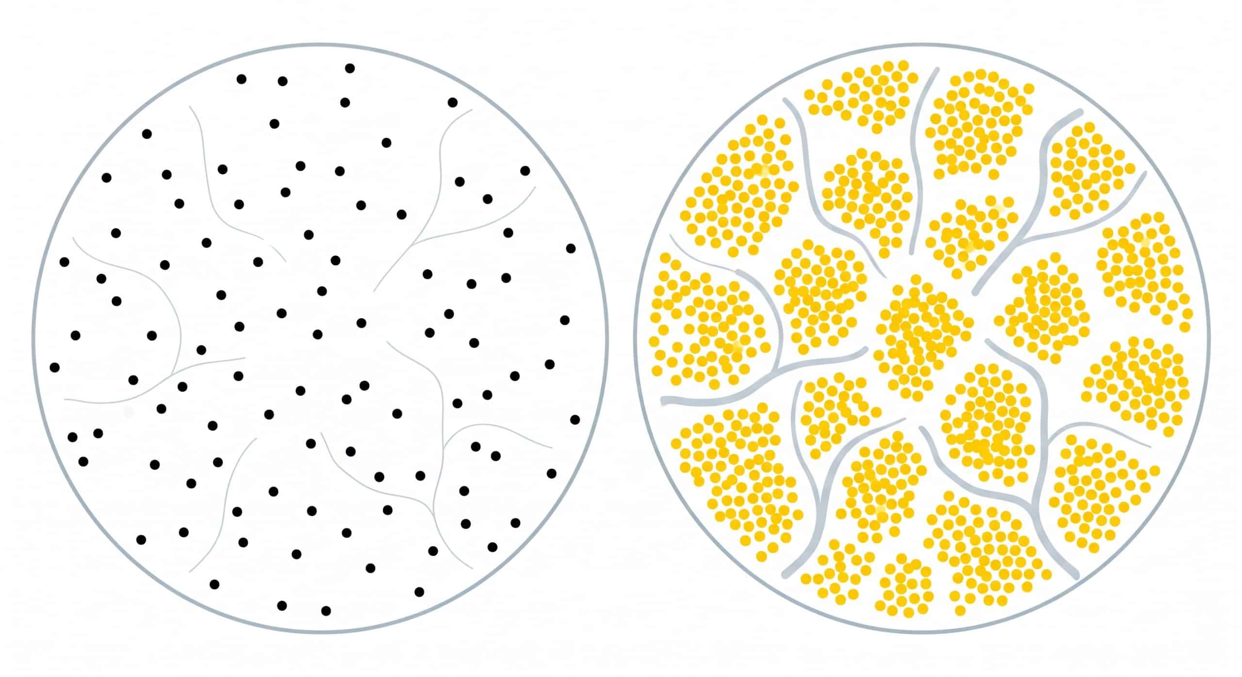 Diagram comparing muscle fiber capillary density before and after aerobic training, showing increased blood vessel density.